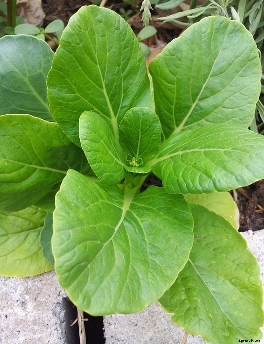 Growing Bok Choy, Planting, Care, and Harvesting