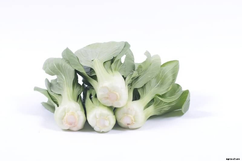 Growing Bok Choy, Planting, Care, and Harvesting