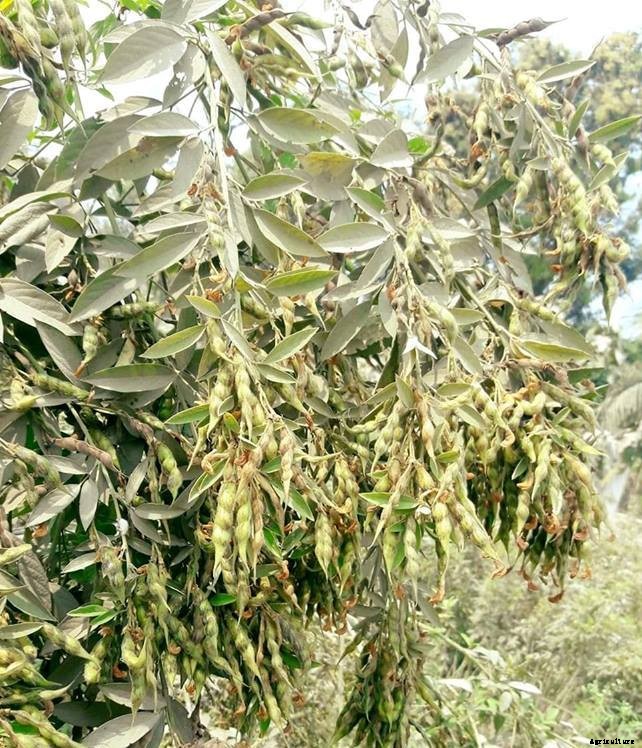 Growing Lentils, Planting, Care, Harvesting Techniques