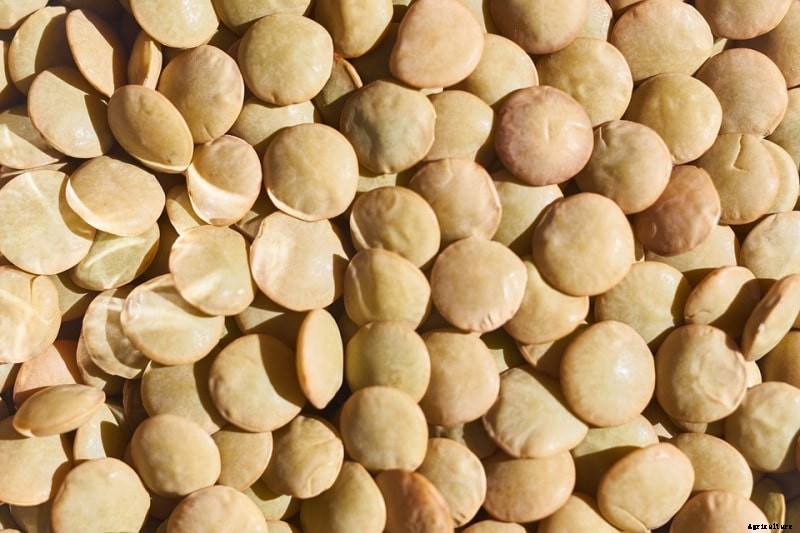 Growing Lentils, Planting, Care, Harvesting Techniques
