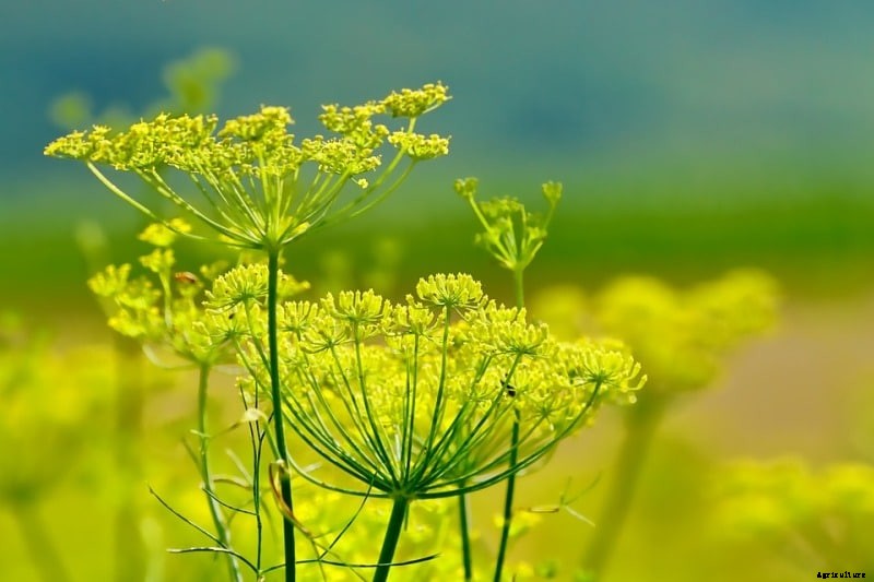 Growing Fennel; Planting; Harvesting Seeds, and Leaves