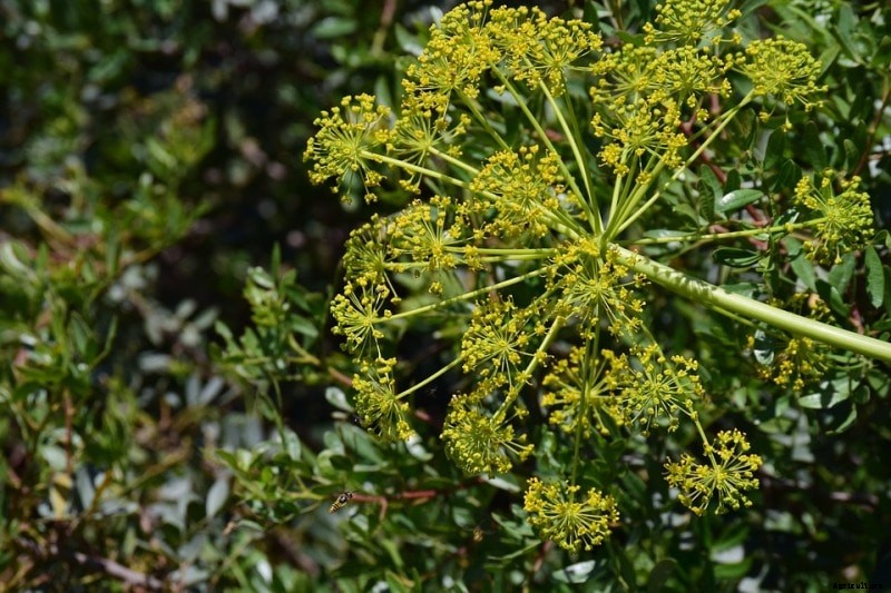Growing Fennel; Planting; Harvesting Seeds, and Leaves