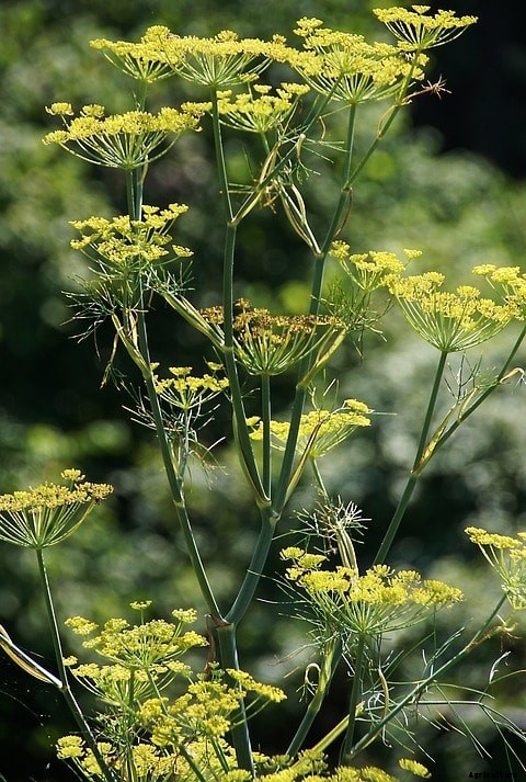 Growing Fennel; Planting; Harvesting Seeds, and Leaves