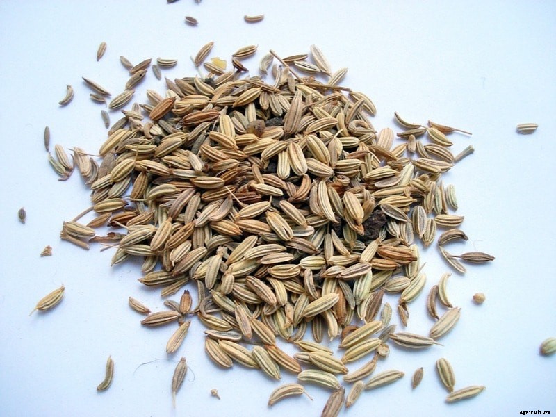 Growing Fennel; Planting; Harvesting Seeds, and Leaves