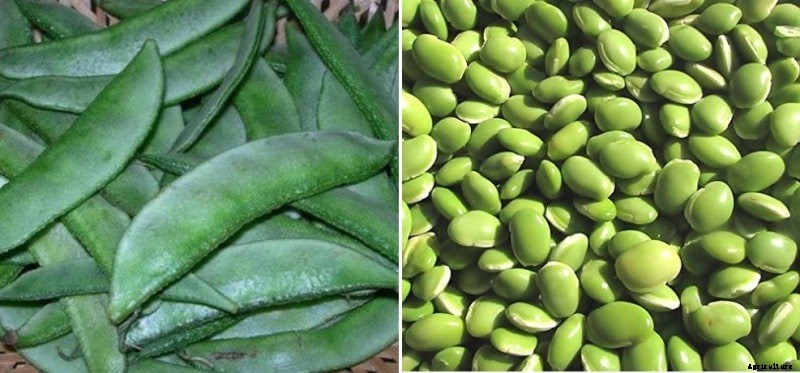Lima Beans Gardening Techniques in the Backyard