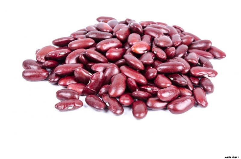 Rajma Container Gardening Tips (Kidney Beans)