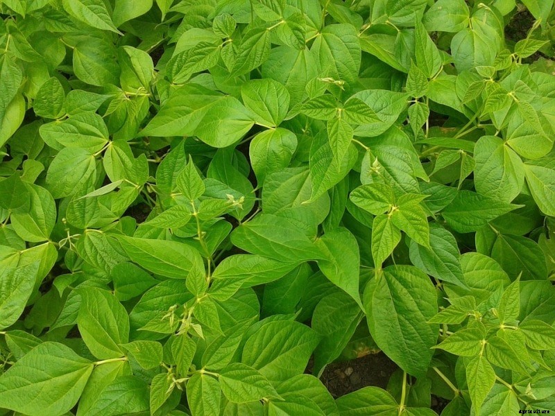 Green Beans Backyard Gardening Techniques