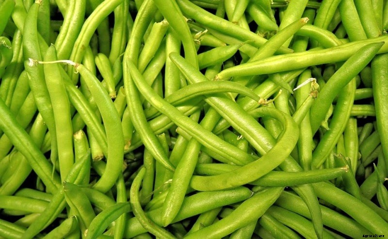 Green Beans Backyard Gardening Techniques