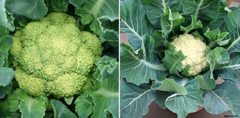 Cauliflower Container Gardening Techniques, Tips