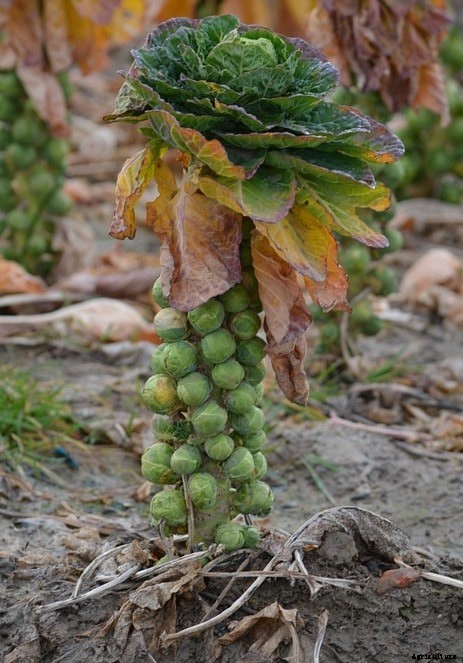 Brussels Sprouts Growing Tips in the Backyard