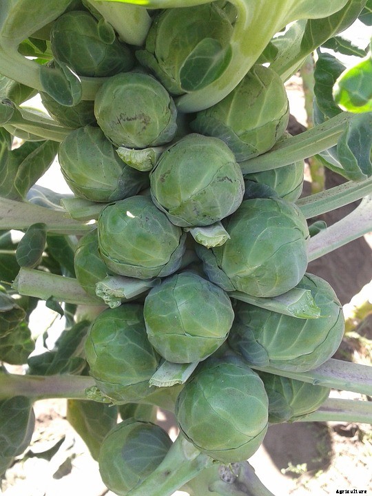 Brussels Sprouts Growing Tips in the Backyard