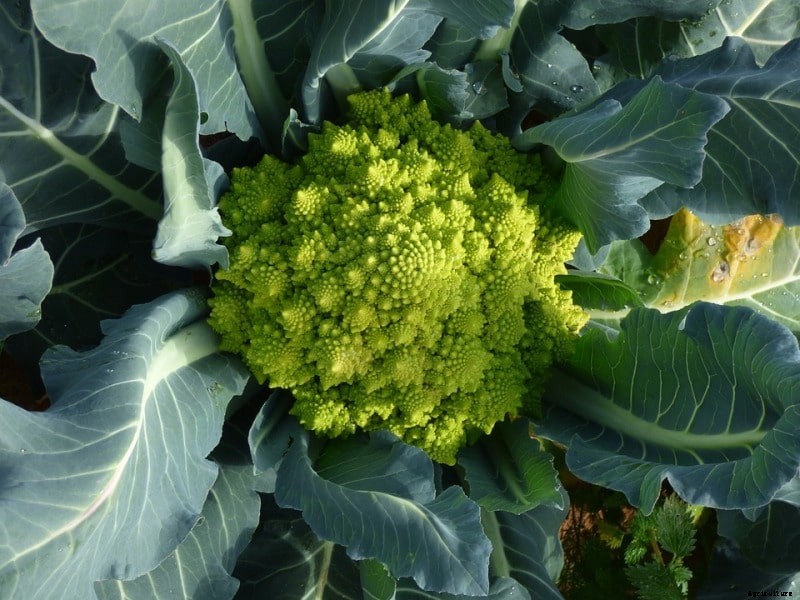 Broccoli Gardening Techniques, Ideas and Tips