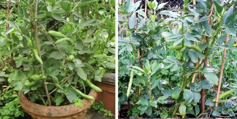 Broad Beans Container Gardening Tips, Ideas