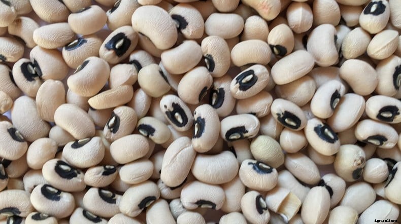 Cowpeas Container Gardening (Black-Eyed Peas) Tips