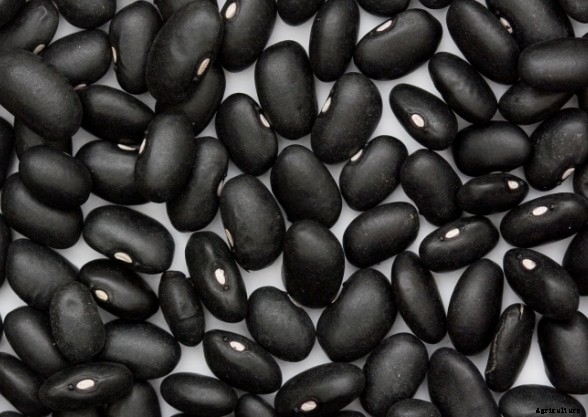 Black Beans Gardening in Backyard; Tips; Ideas