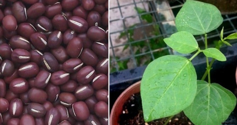 Adzuki Beans Container Gardening Tips, Ideas