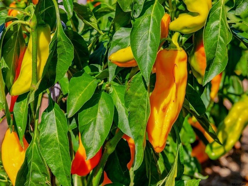 Spice Gardening Tips, Techniques for Dummies