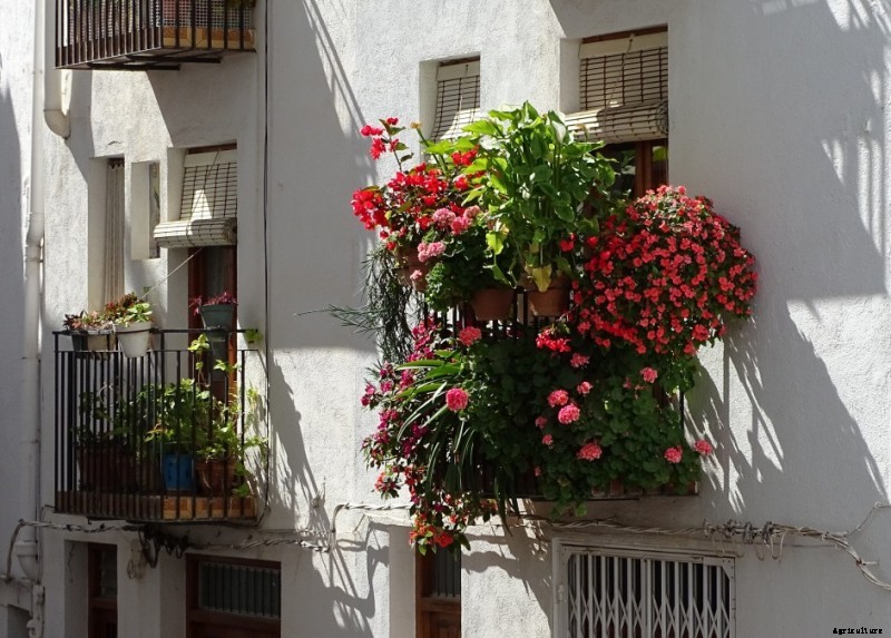 Urban Apartment Gardening Advantages and Tips