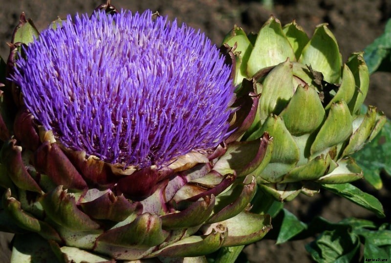 Growing Artichokes in Pots, Containers