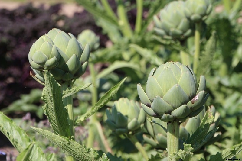 Growing Artichokes in Pots, Containers