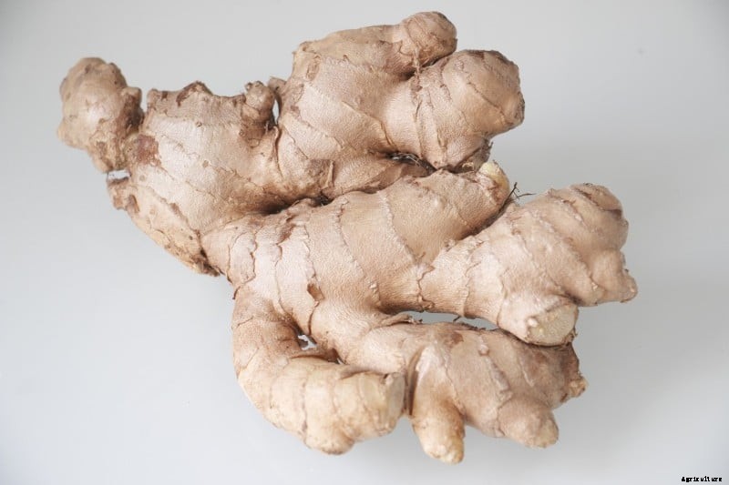 Indoor Ginger Gardening Techniques, Tips