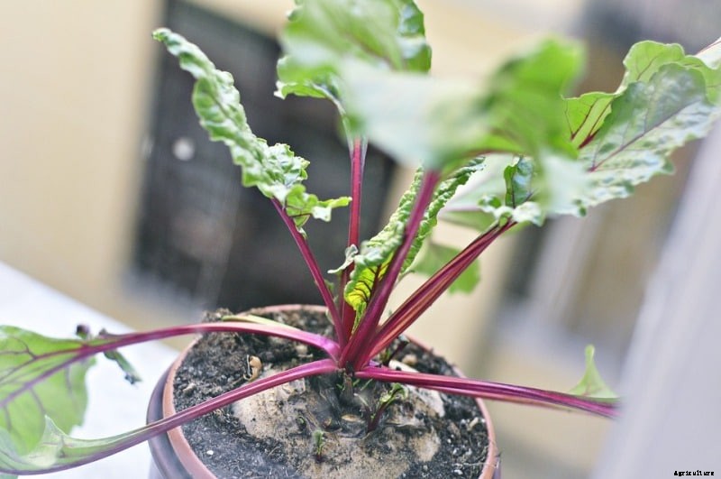 Container Beetroot Gardening Tips, Techniques
