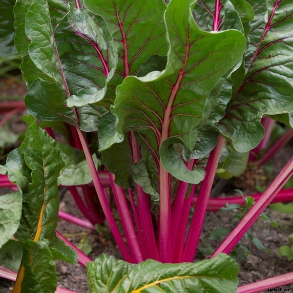Container Beetroot Gardening Tips, Techniques