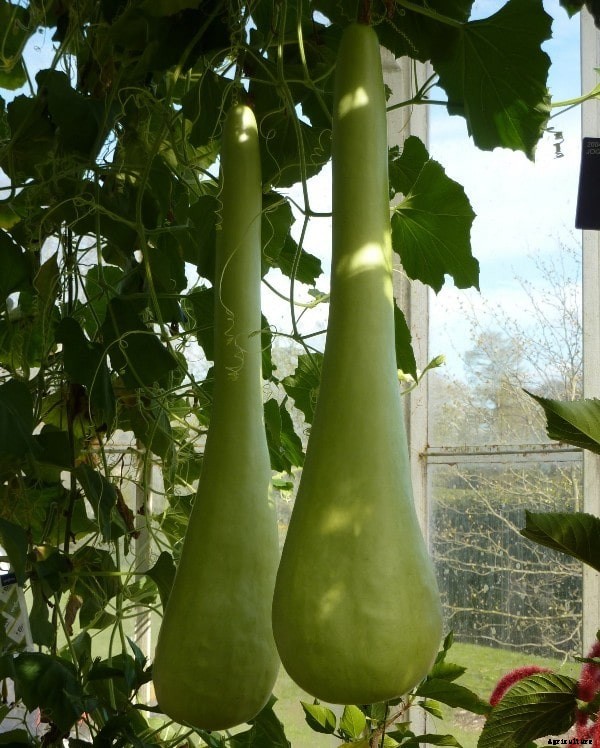 Bottle Gourd Terrace Gardening (Louki) Ideas, Tips