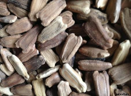 Bottle Gourd Terrace Gardening (Louki) Ideas, Tips