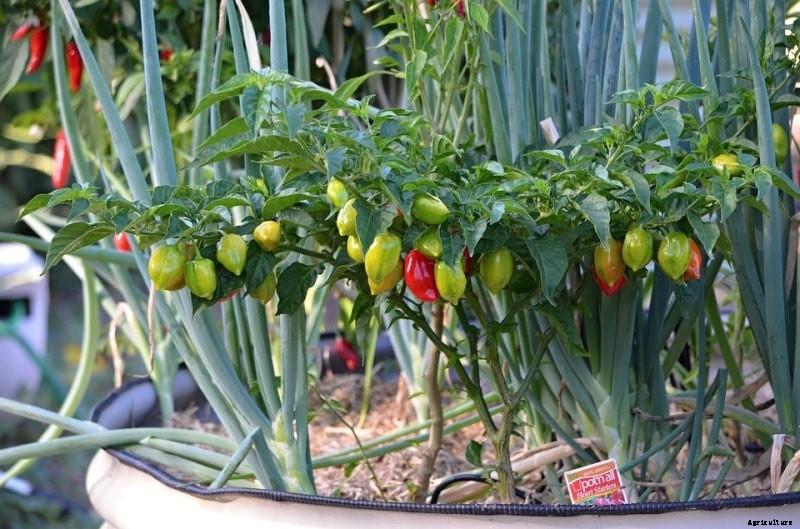Container Organic Chilli Gardening (Peppers)