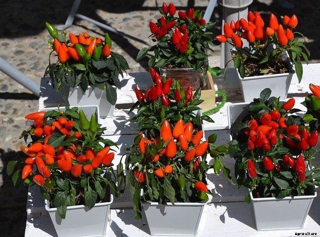 Container Organic Chilli Gardening (Peppers)