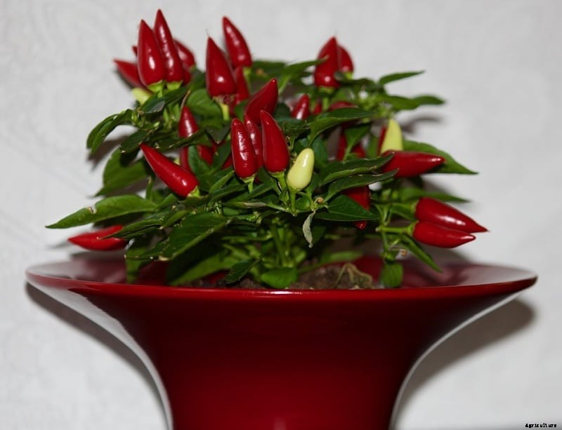 Container Organic Chilli Gardening (Peppers)