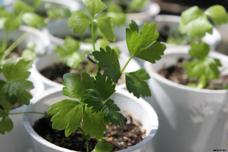 Organic Celery Gardening in Containers