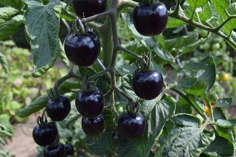 Container Tomato Gardening for Beginners