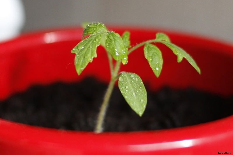 Container Tomato Gardening for Beginners