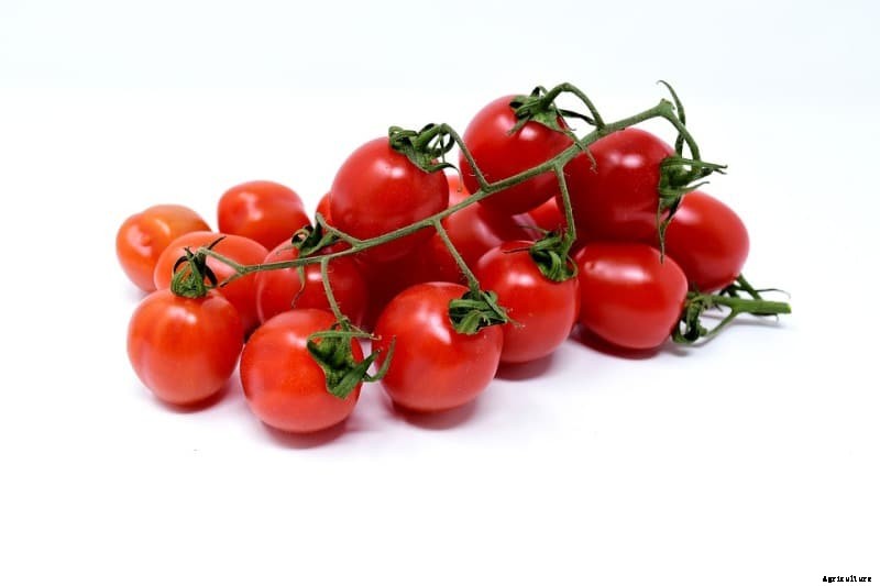 Container Tomato Gardening for Beginners