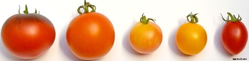 Container Tomato Gardening for Beginners