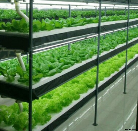 Grow Light Types, Importance in Indoor Gardening