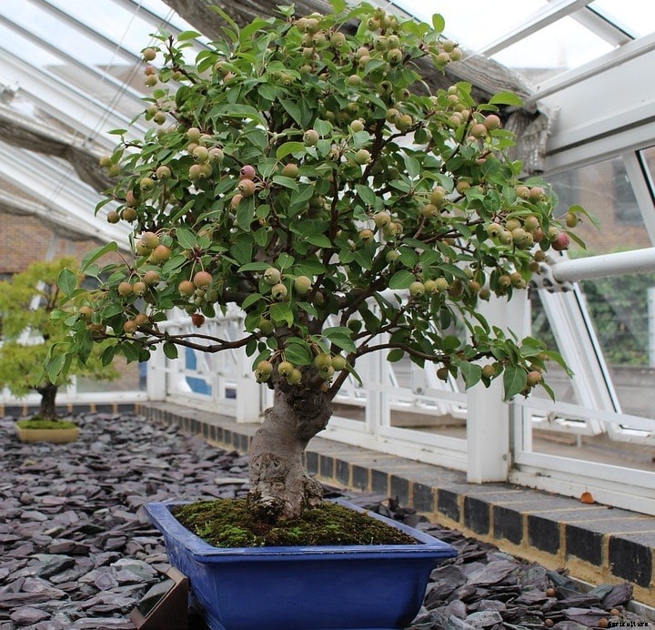 Bonsai Gardening Techniques; Ideas; Tips