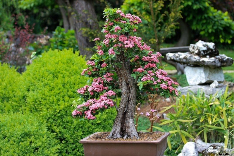 Bonsai Gardening Techniques; Ideas; Tips