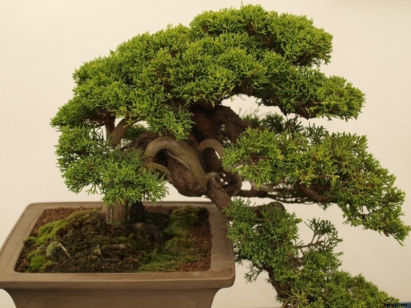 Bonsai Gardening Techniques; Ideas; Tips