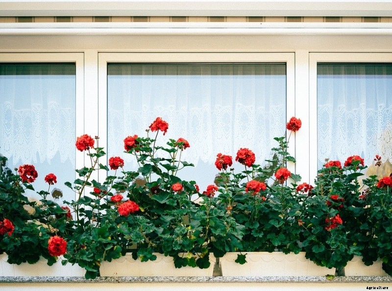Window Gardening Ideas, Techniques and Tips