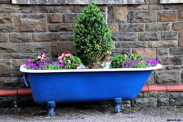 Home Container Gardening Techniques, Ideas, Tips