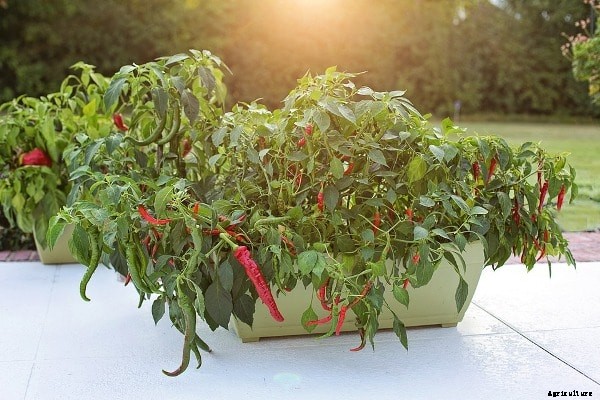 Home Container Gardening Techniques, Ideas, Tips