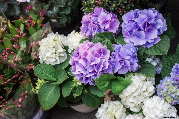 Flower Gardening Design, Ideas, Tips, Techniques