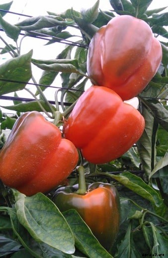 How To Grow Bell Peppers (Capsicum) In Backyard