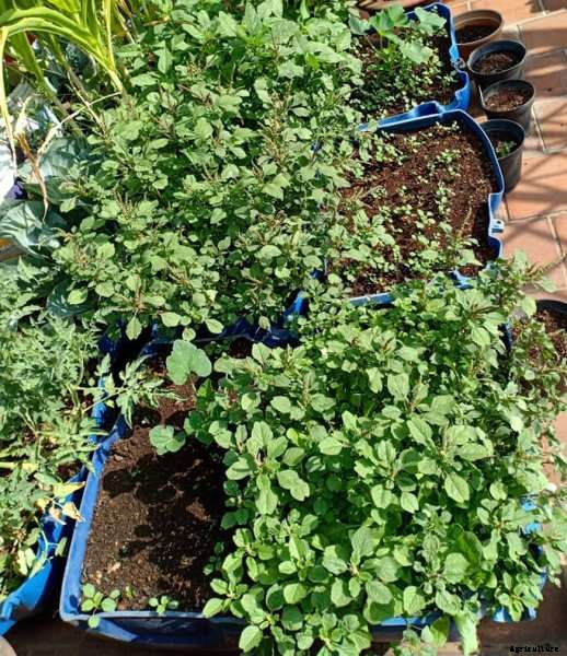 Terrace Gardening Advantages; Disadvantages