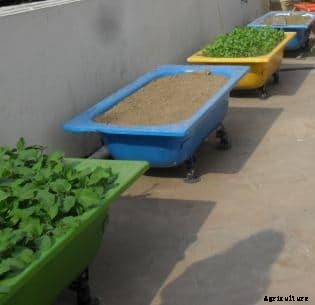 Vegetable Terrace Gardening – A Complete Guide