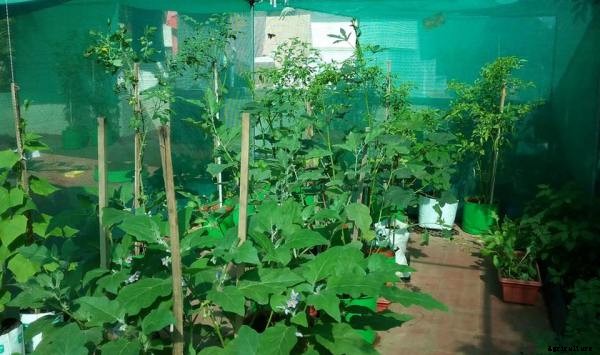 Vegetable Terrace Gardening – A Complete Guide