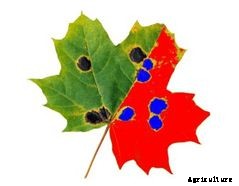 Delta-T Devices WinDIAS - Model 3 - Leaf Image Analysis System